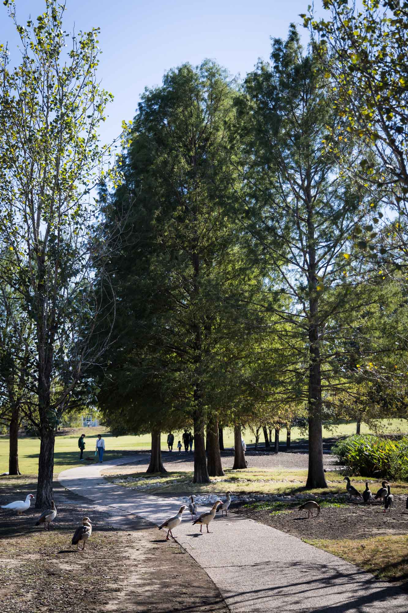Concrete pathway leading to tall trees at Mueller Lake Park