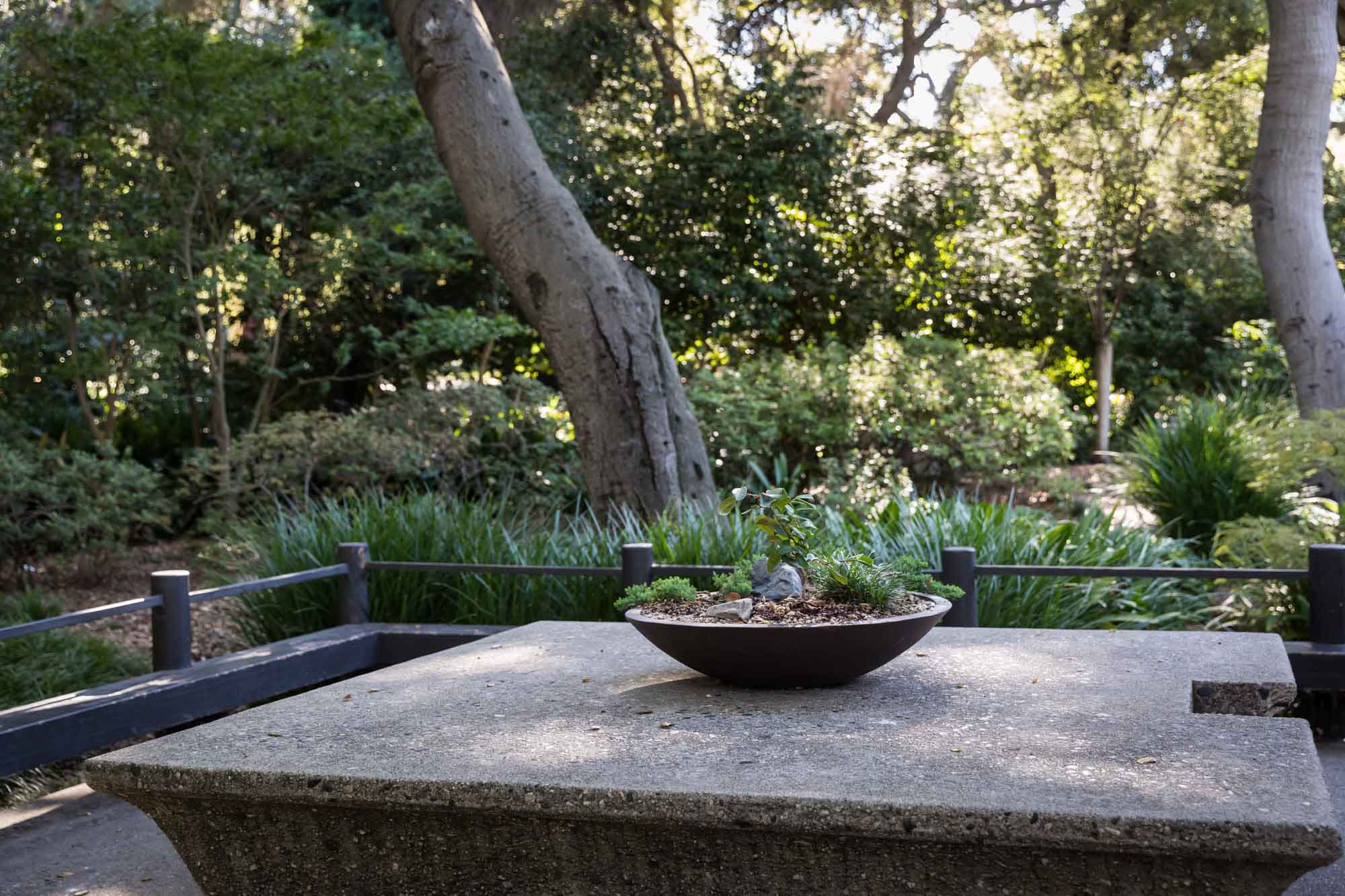Square concrete table with bowl filled with plant in the Japanese Garden for an article on the best photo shoot locations in Descanso Gardens