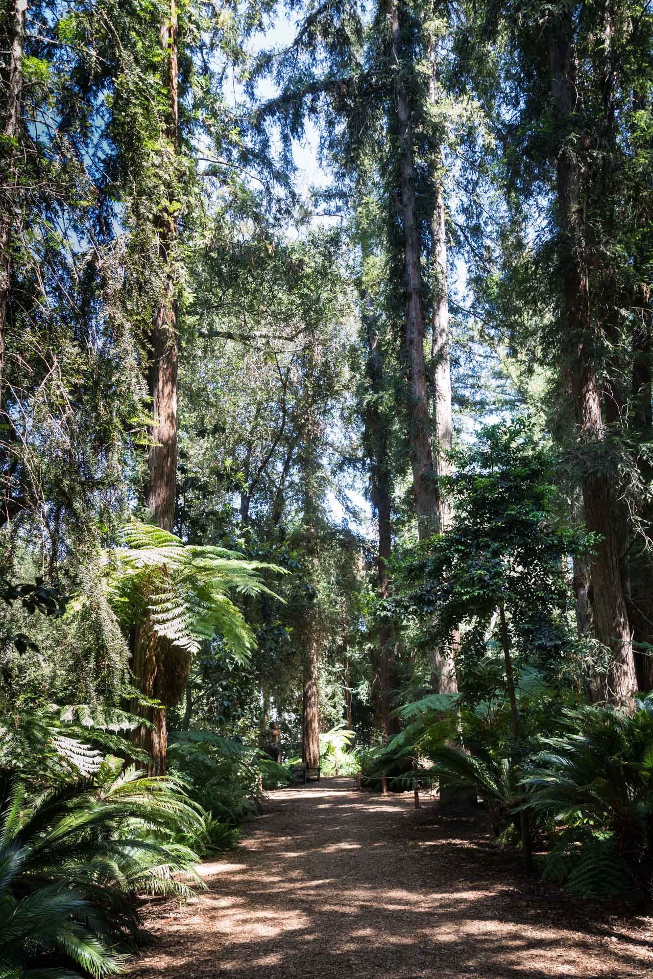 Pathway between tall trees in the Ancient Forest for an article on the best photo shoot locations in Descanso Gardens