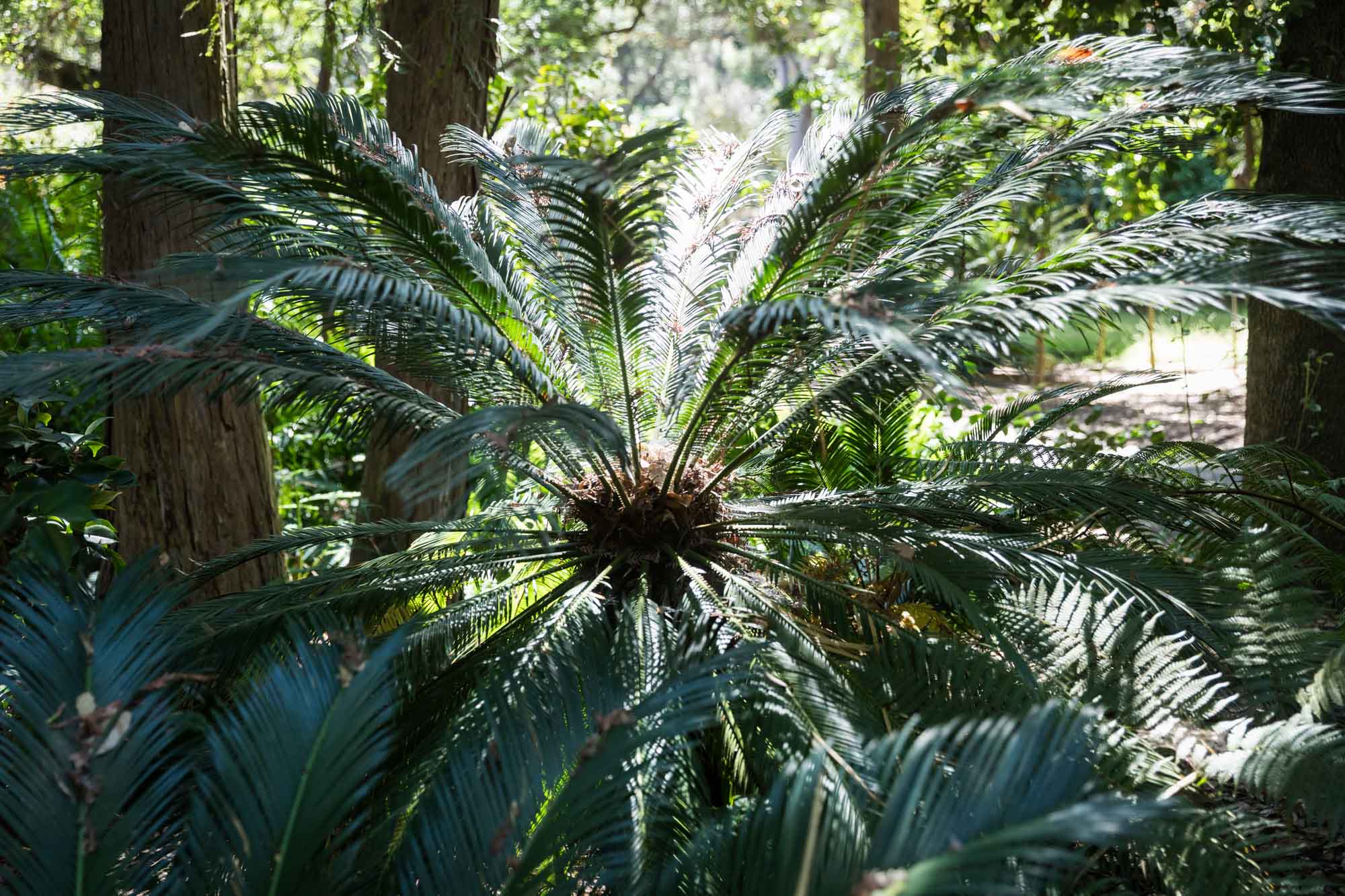 Cycad in the Ancient Forest for an article on the best photo shoot locations in Descanso Gardens