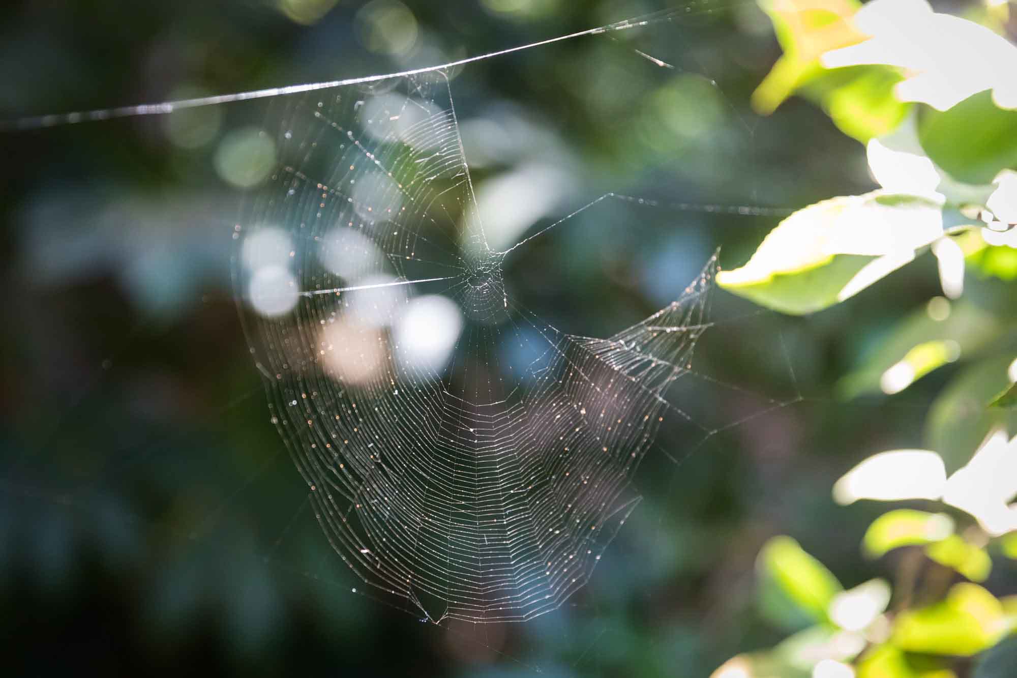 Close up on cobweb in the Ancient Forest for an article on the best photo shoot locations in Descanso Gardens