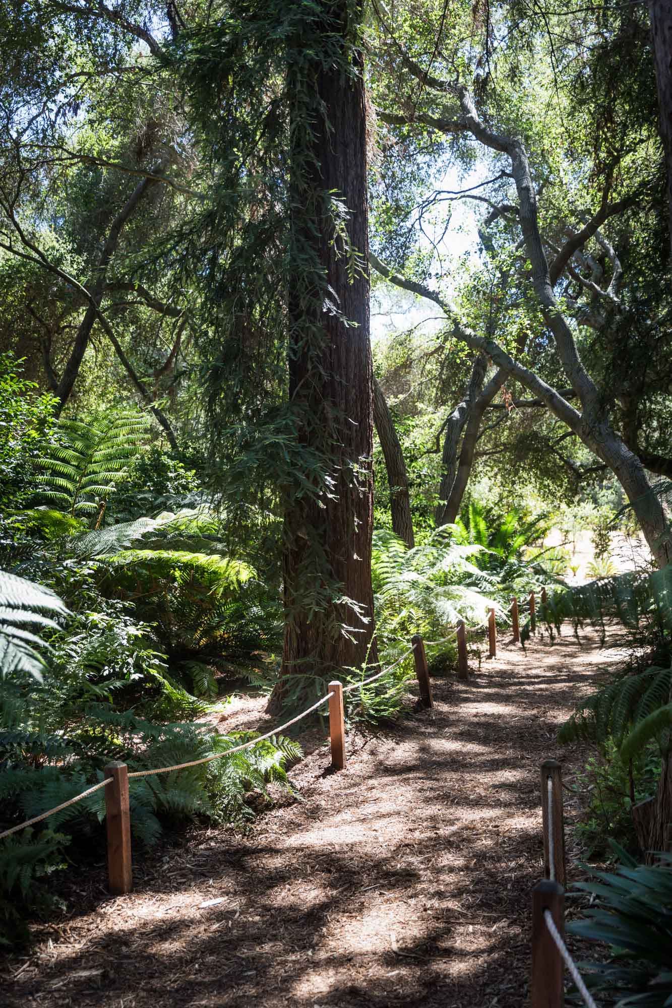 Pathway through tall trees in the Ancient Forest for an article on the best photo shoot locations in Descanso Gardens