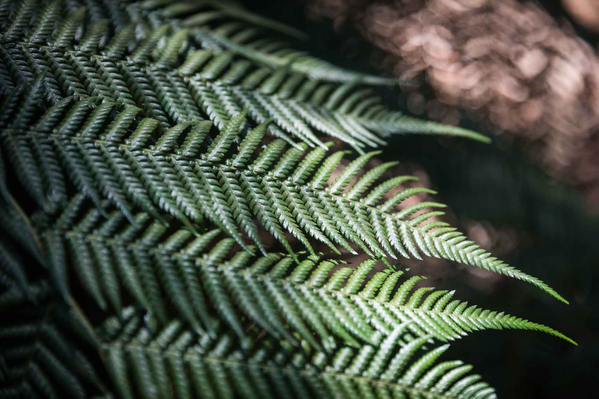 Close up on tree leaves in the Ancient Forest for an article on the best photo shoot locations in Descanso Gardens