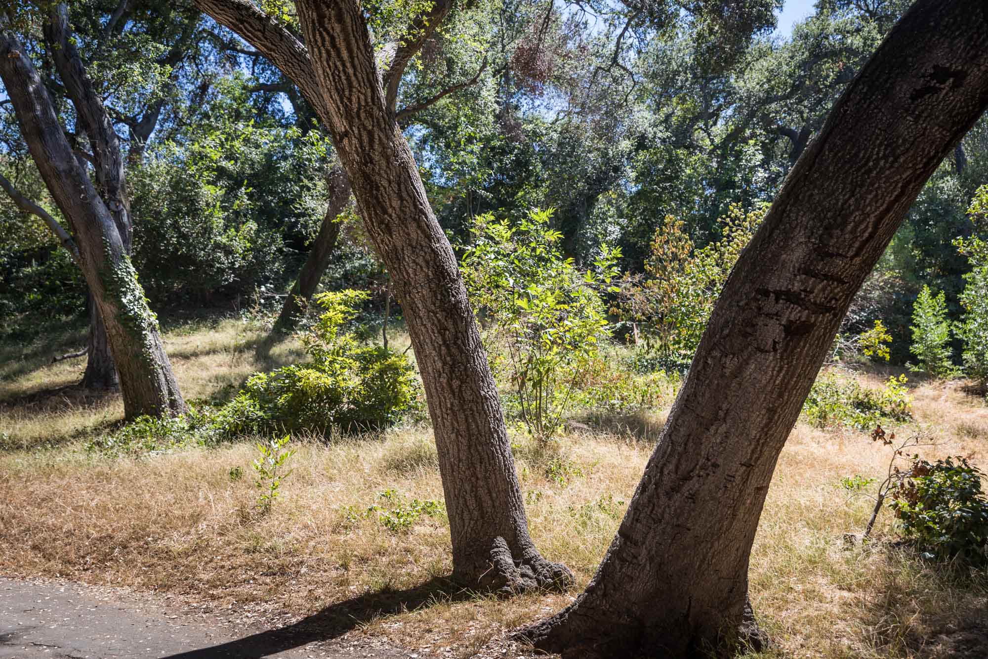 Three trees with brown grass and natural terrain for an article on the best photo shoot locations in Descanso Gardens