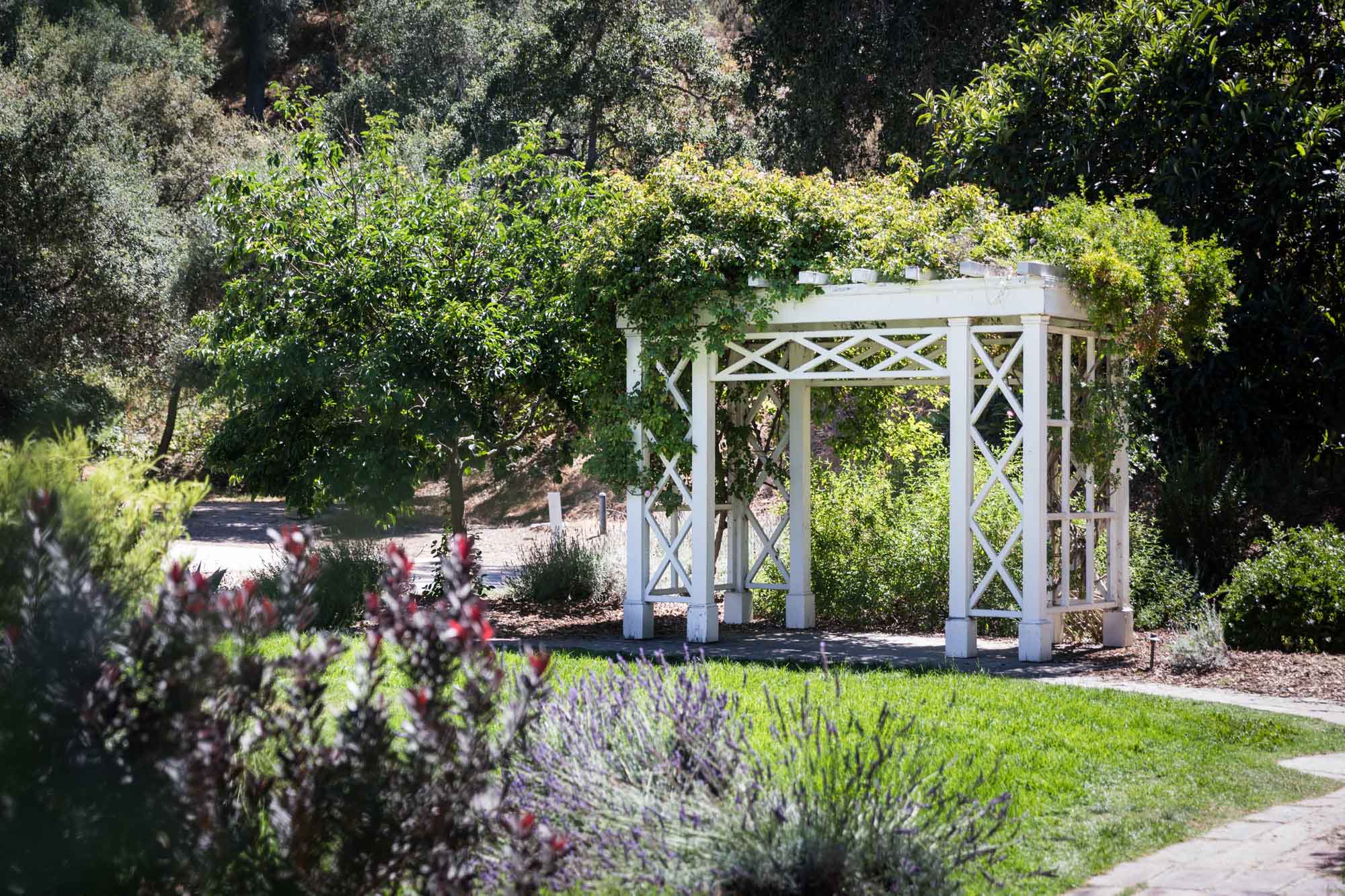 White gazebo surrounded by vines in the Hilltop Gardens for an article on the best photo shoot locations in Descanso Gardens