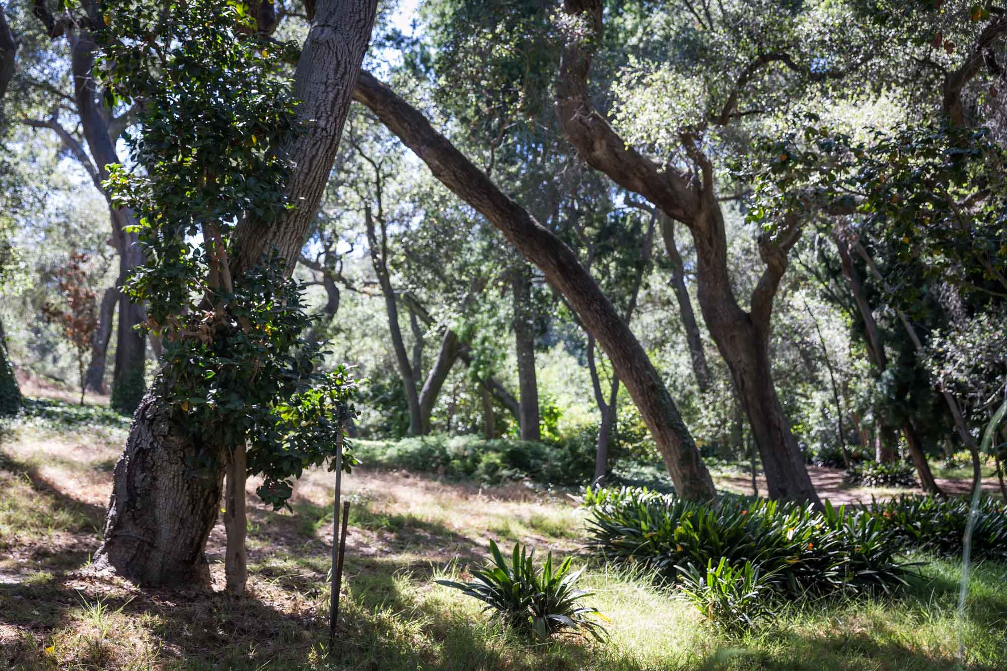 Pathway through trees with bush lilies for an article on the best photo shoot locations in Descanso Gardens