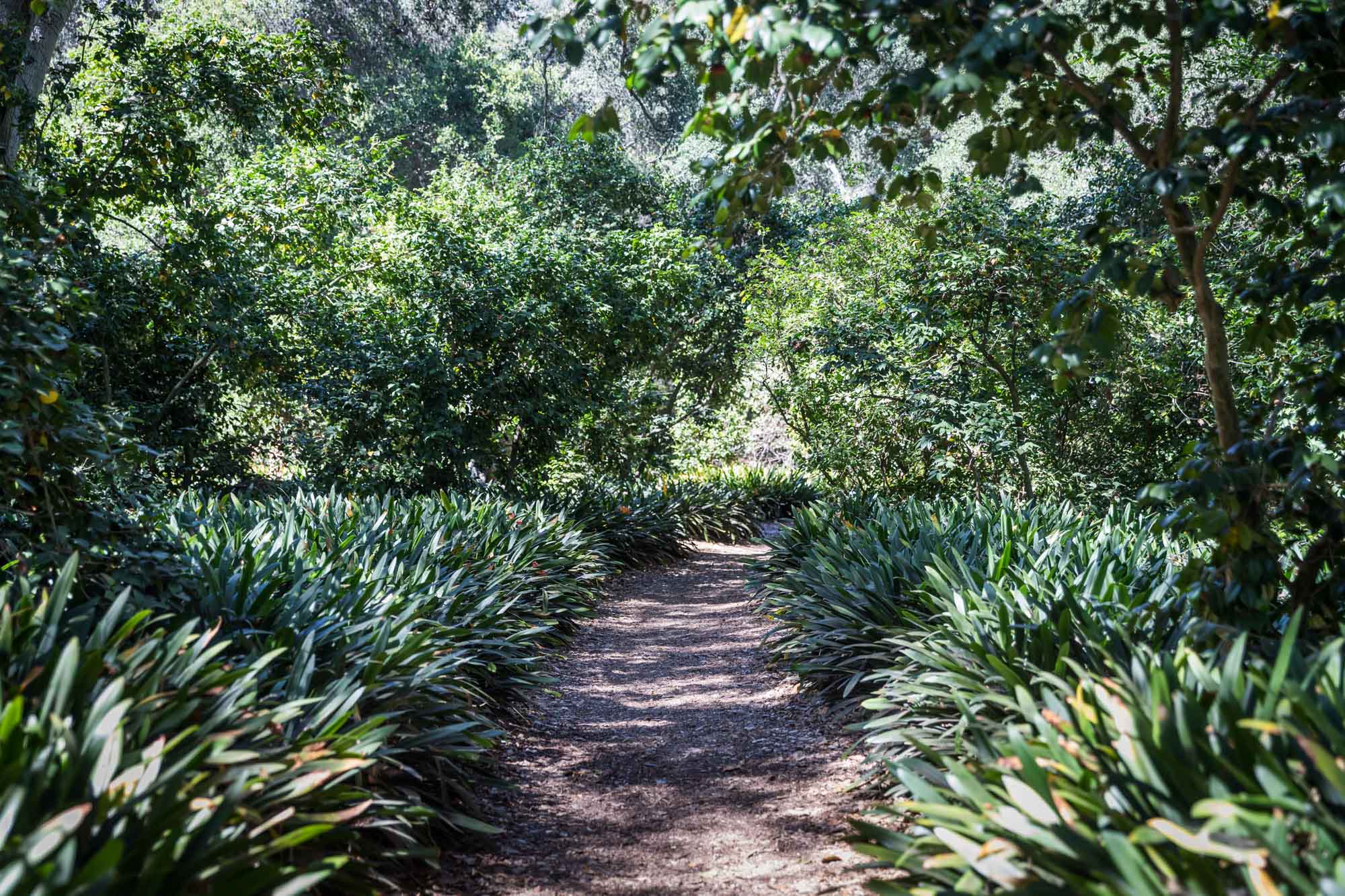Pathway surrounded by bush lilies in the Camellia Forest for an article on the best photo shoot locations in Descanso Gardens