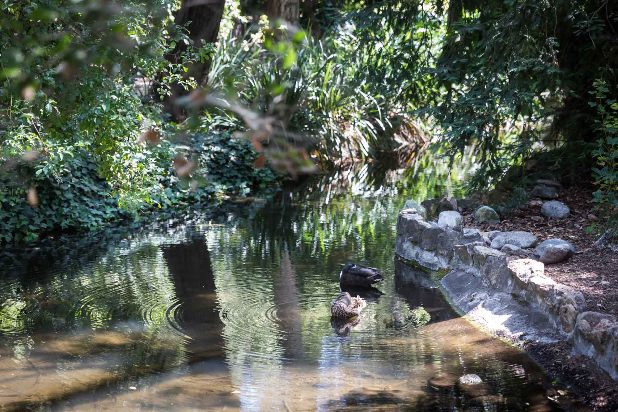 Two ducks in Mulberry Pond surrounded by trees for an article on the best photo shoot locations in Descanso Gardens