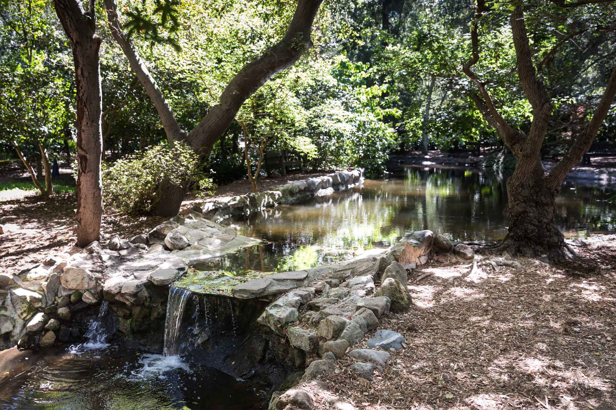 Waterfall with trees in front of Mulberry Pond for an article on the best photo shoot locations in Descanso Gardens