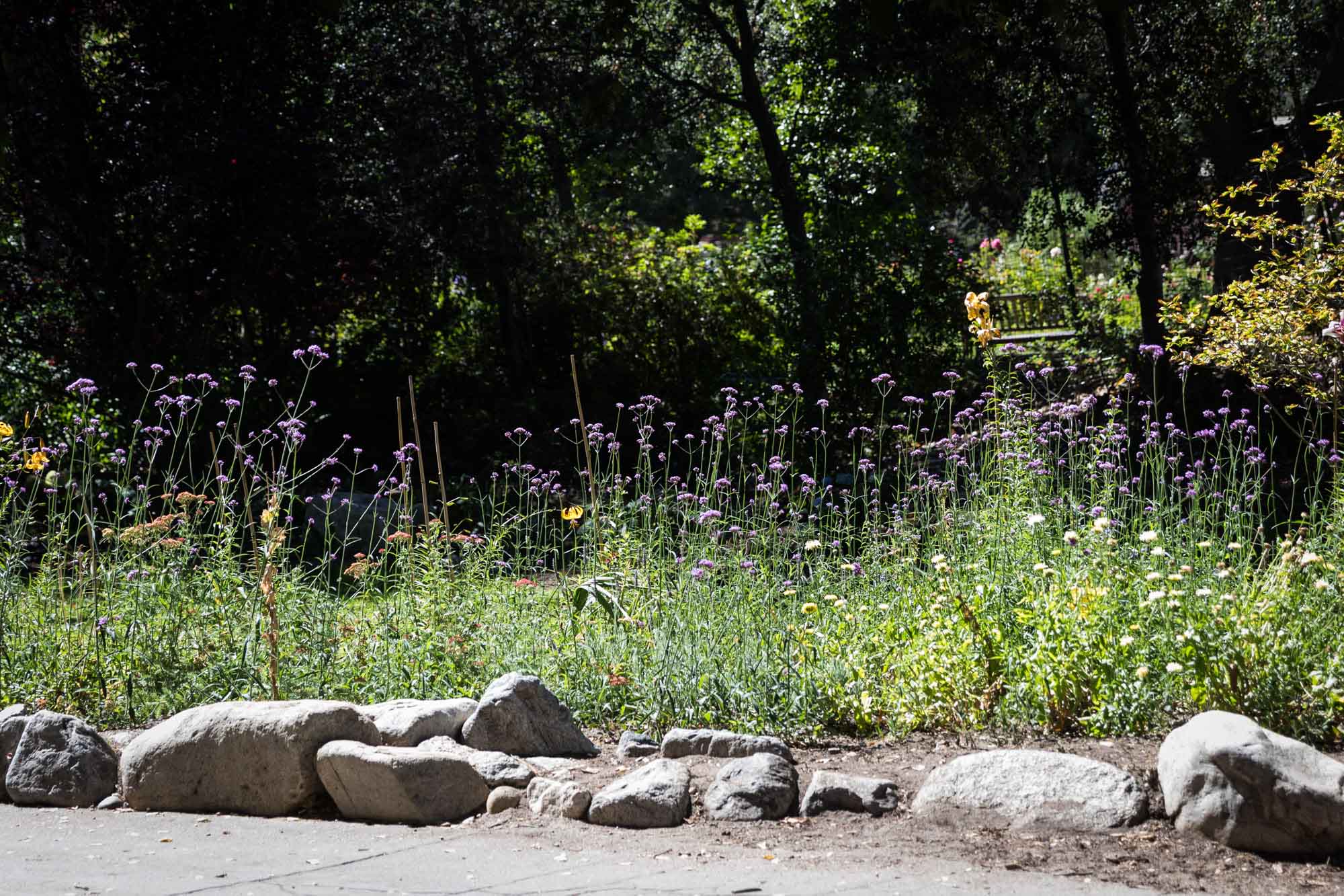 Edge of Promenade with flowers blooming and stones lining sidewalk for an article on the best photo shoot locations in Descanso Gardens