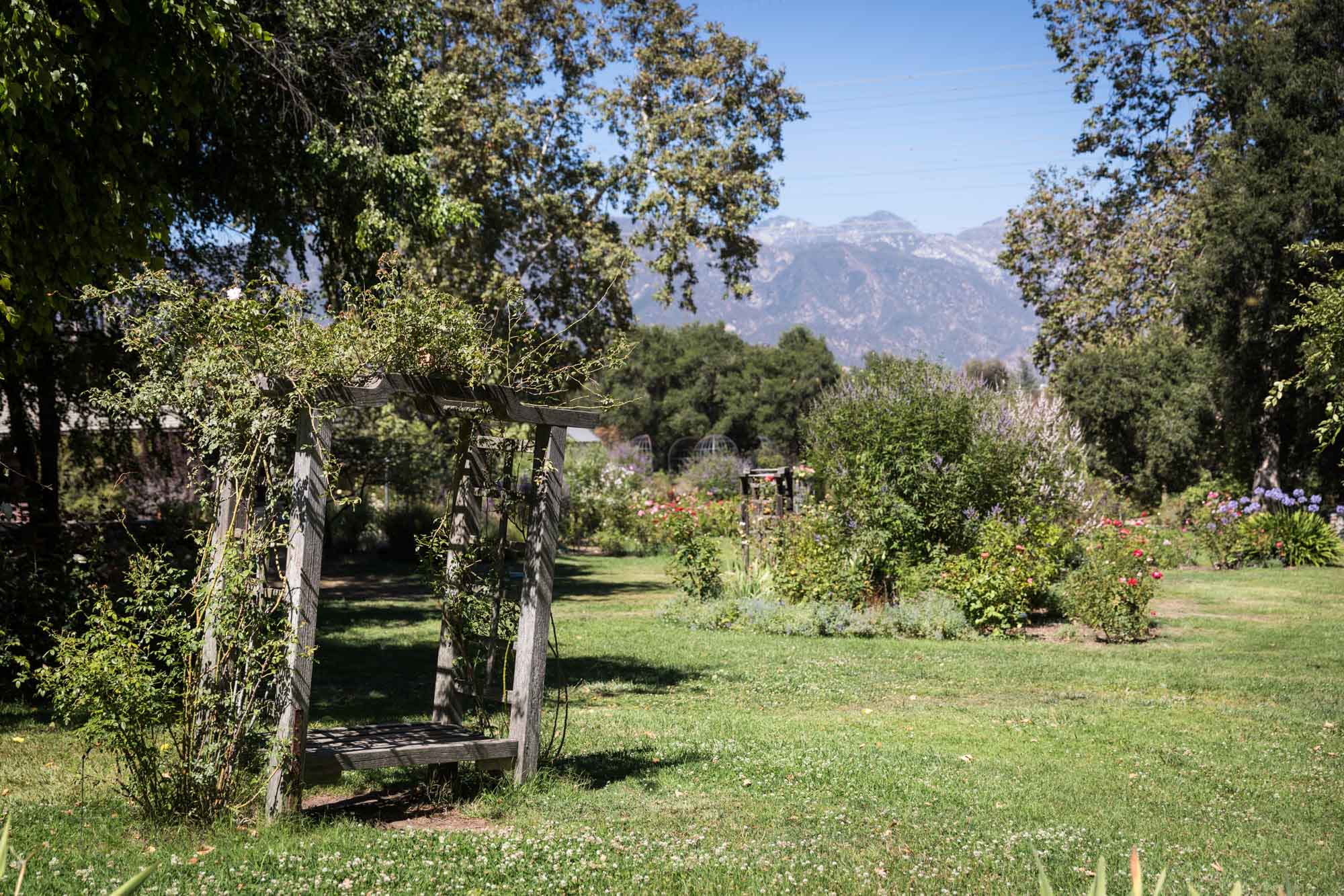 View of bench topped by trellis covered in roses in the Rose Garden with colorful flowers and mountains in the background for an article on the best photo shoot locations in Descanso Gardens