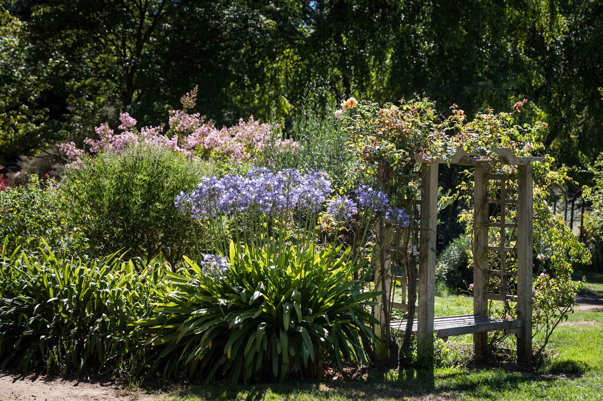 Rose-covered arch surrounded by colorful flowers in the Rose Garden for an article on the best photo shoot locations in Descanso Gardens