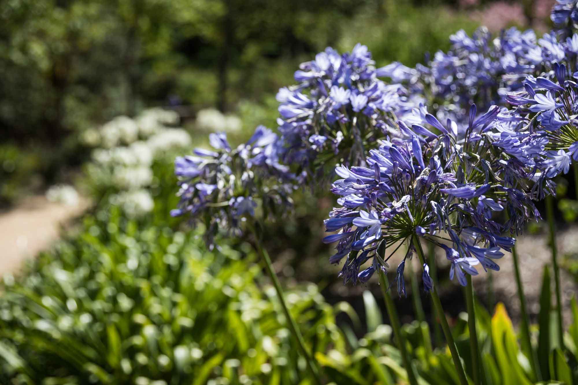View of purple and white flowers in the Rose Garden for an article on the best photo shoot locations in Descanso Gardens