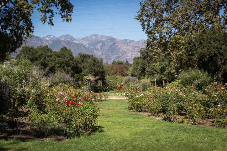 View of Rose Garden with colorful flowers and mountains in the background for an article on the best photo shoot locations in Descanso Gardens