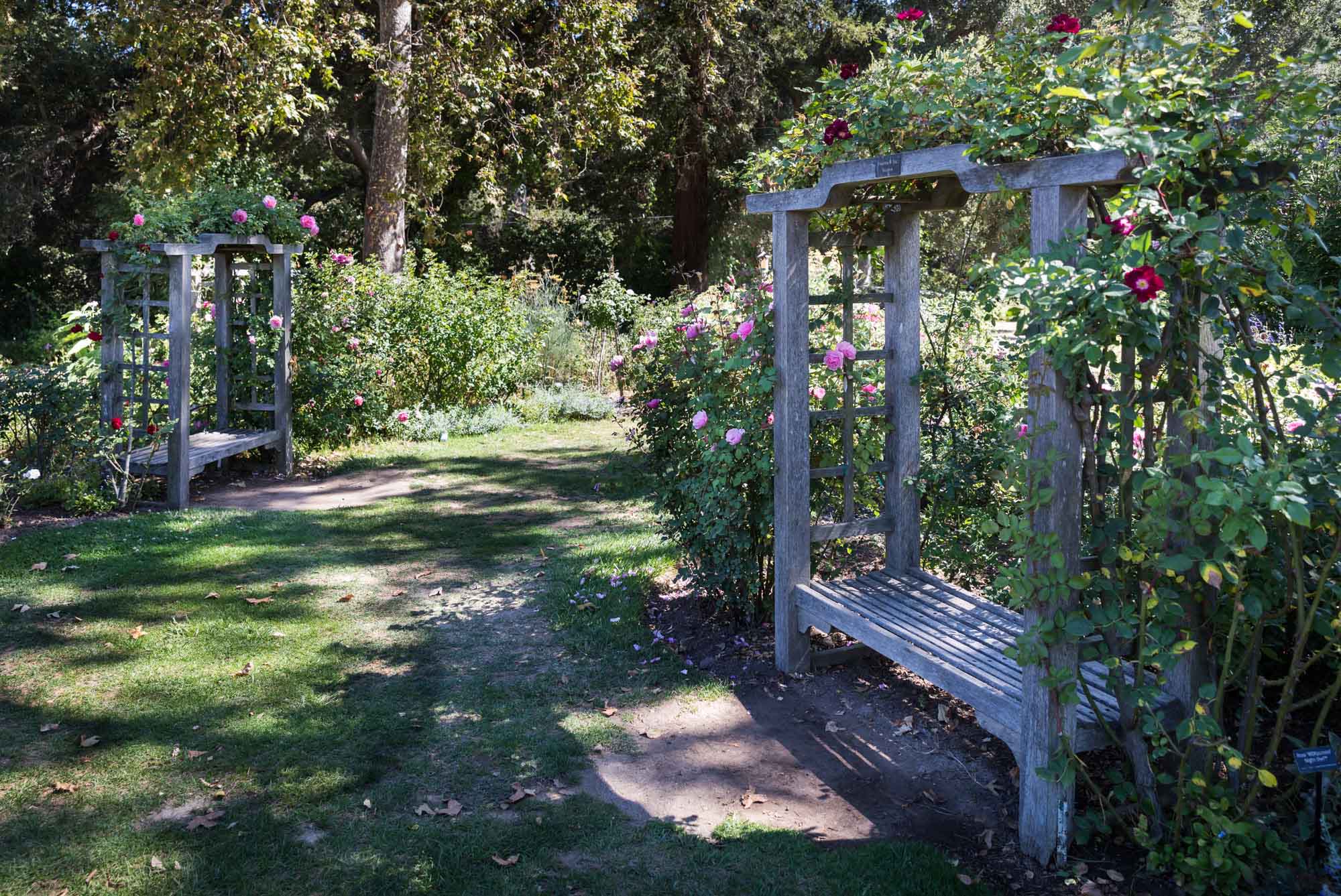 Two wooden benches with trellis toppers covered in roses in the Rose Garden for an article on the best photo shoot locations in Descanso Gardens