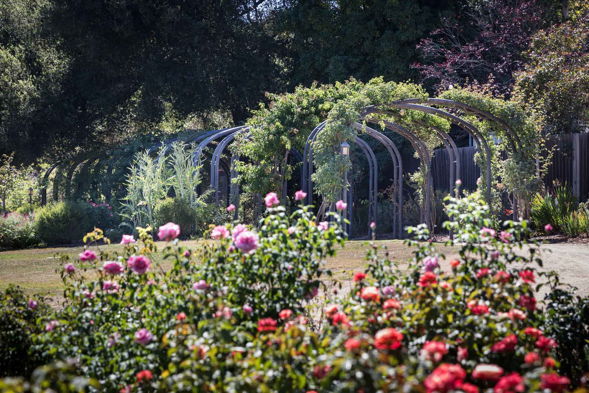 View of rose-covered arches beyond rows of roses in Rose Garden for an article on the best photo shoot locations in Descanso Gardens