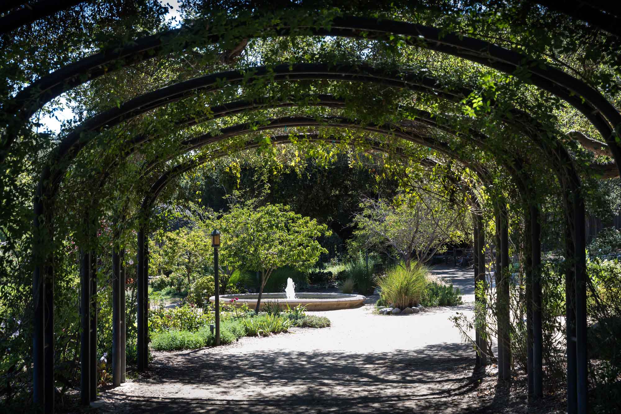 View through rose-covered arches of fountain, bench, and lantern lamp post for an article on the best photo shoot locations in Descanso Gardens