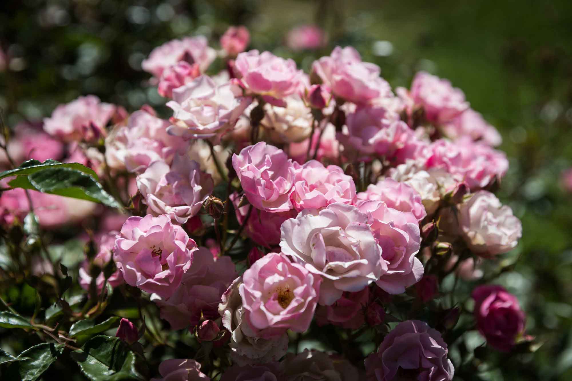 Close up on bush of mini pink roses in Rose Garden for an article on the best photo shoot locations in Descanso Gardens