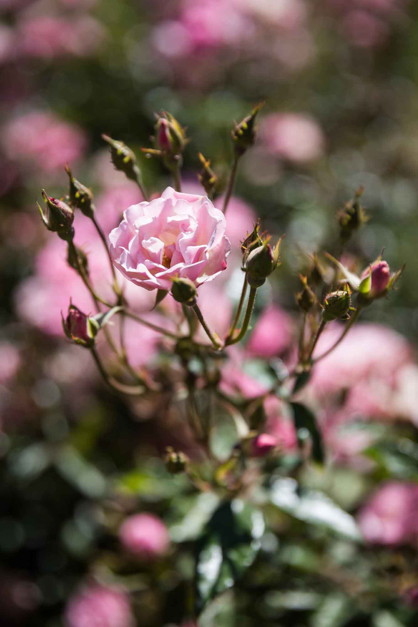 Close up on small pink rose with mini buds surrounding for an article on the best photo shoot locations in Descanso Gardens