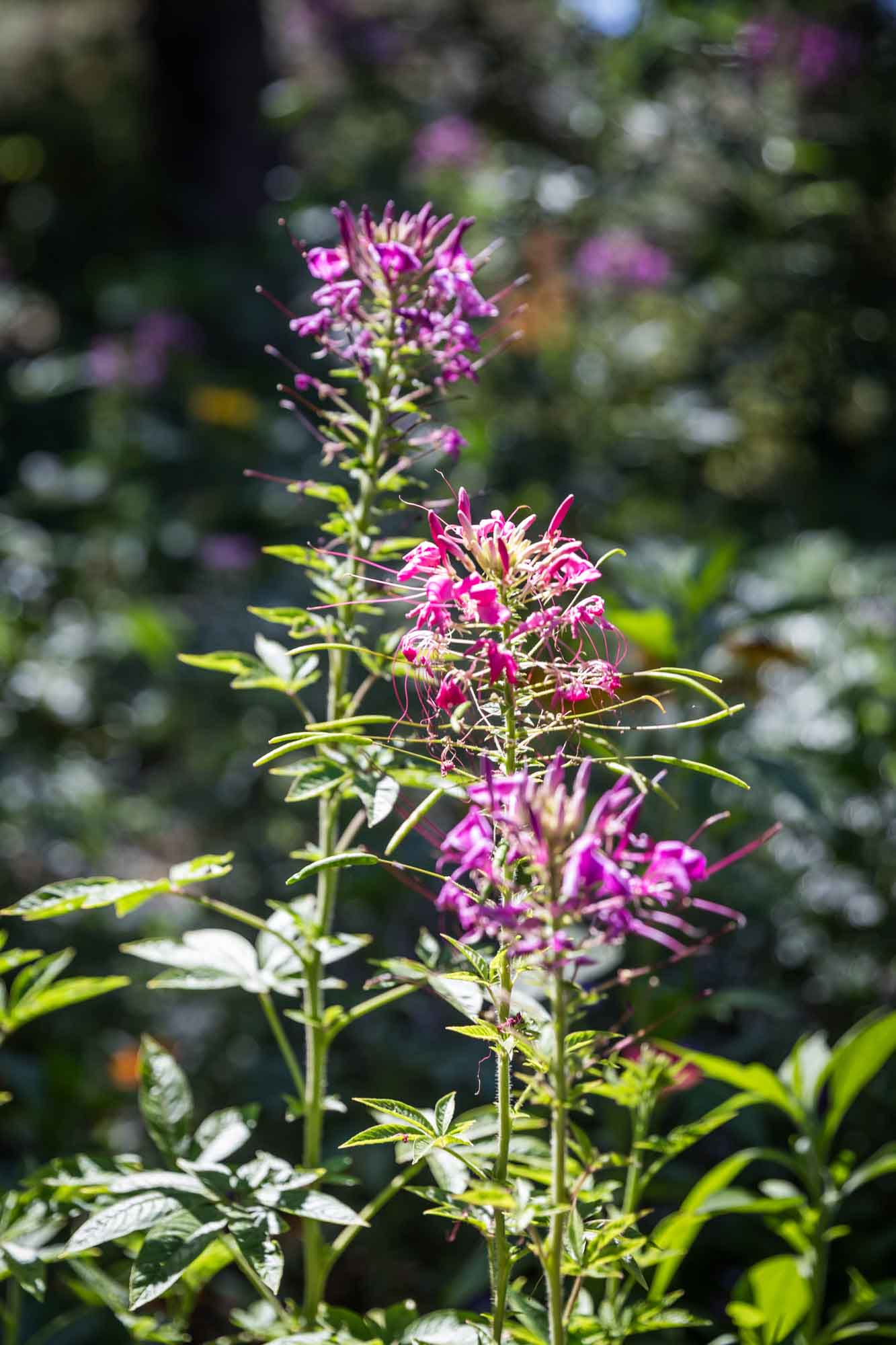 Pink spiny spiderflower growing in the Promenade for an article on the best photo shoot locations in Descanso Gardens