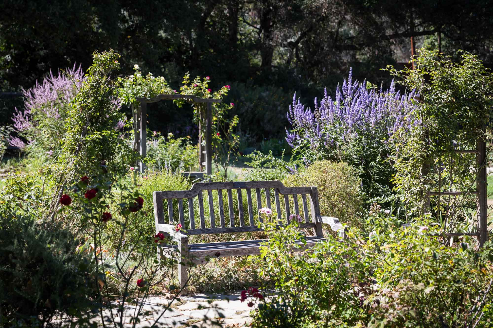 Wooden bench sitting in front of colorful flowers in Rose Garden for an article on the best photo shoot locations in Descanso Gardens