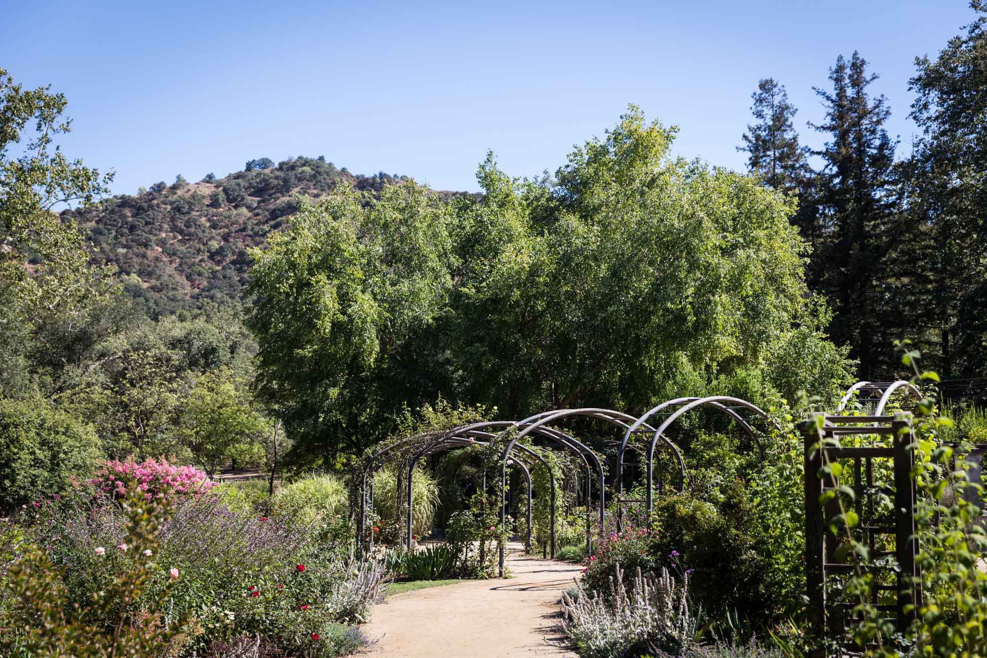 Rose-covered arches with trees and colorful flowers in Rose Garden for an article on the best photo shoot locations in Descanso Gardens
