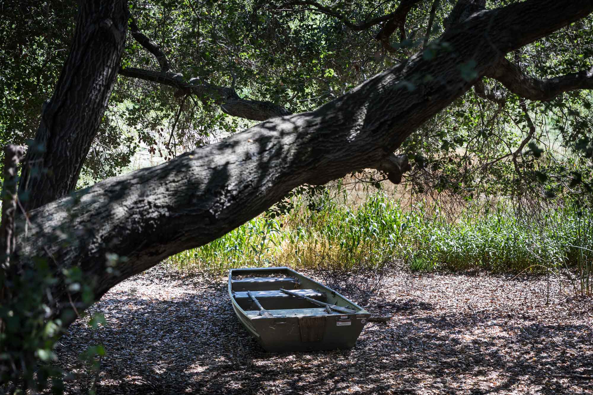 Boat on side of lake under tree branch for an article on the best photo shoot locations in Descanso Gardens
