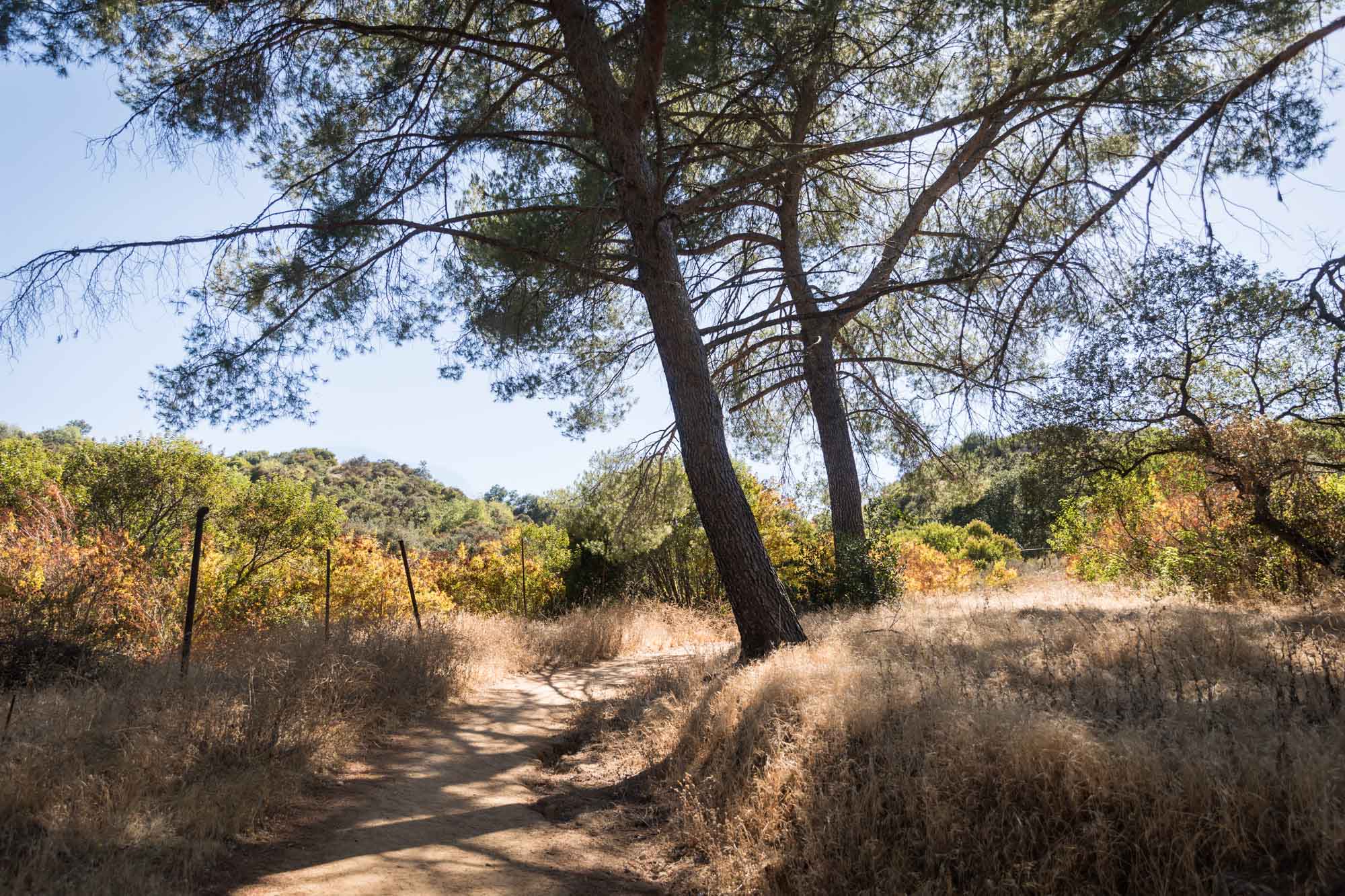 Trees and natural terrain in Oak Woodland for an article on the best photo shoot locations in Descanso Gardens