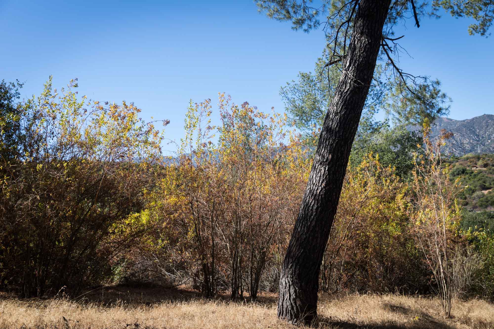 Trees and natural terrain in Oak Woodland for an article on the best photo shoot locations in Descanso Gardens