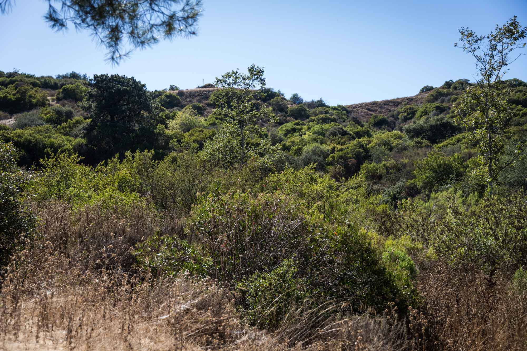 Trees and natural terrain in Oak Woodland for an article on the best photo shoot locations in Descanso Gardens