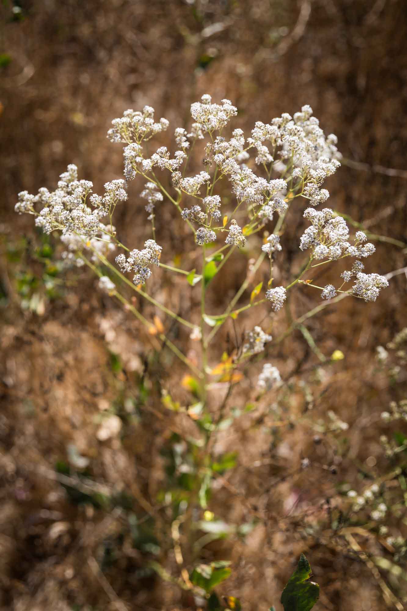White flowers growing in garden for an article on the best photo shoot locations in Descanso Gardens