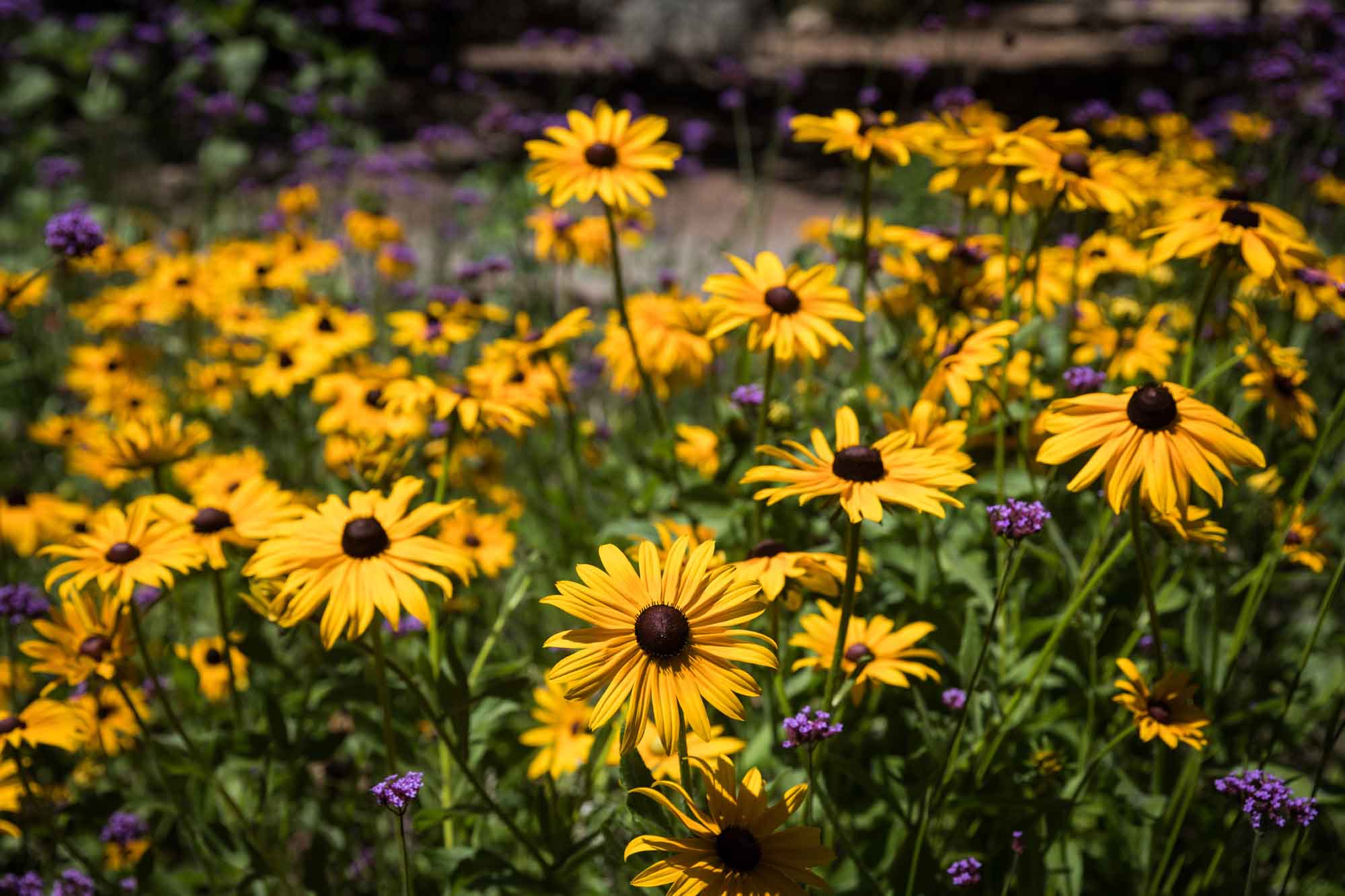 Bed of medium-sized yellow daisy flowers in the Promenade for an article on the best photo shoot locations in Descanso Gardens