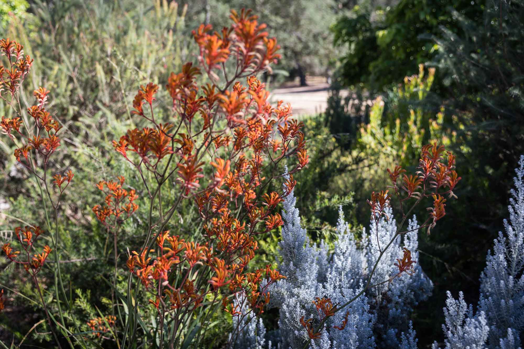 Tall kangaroo paw plant growing in garden for an article on the best photo shoot locations in Descanso Gardens
