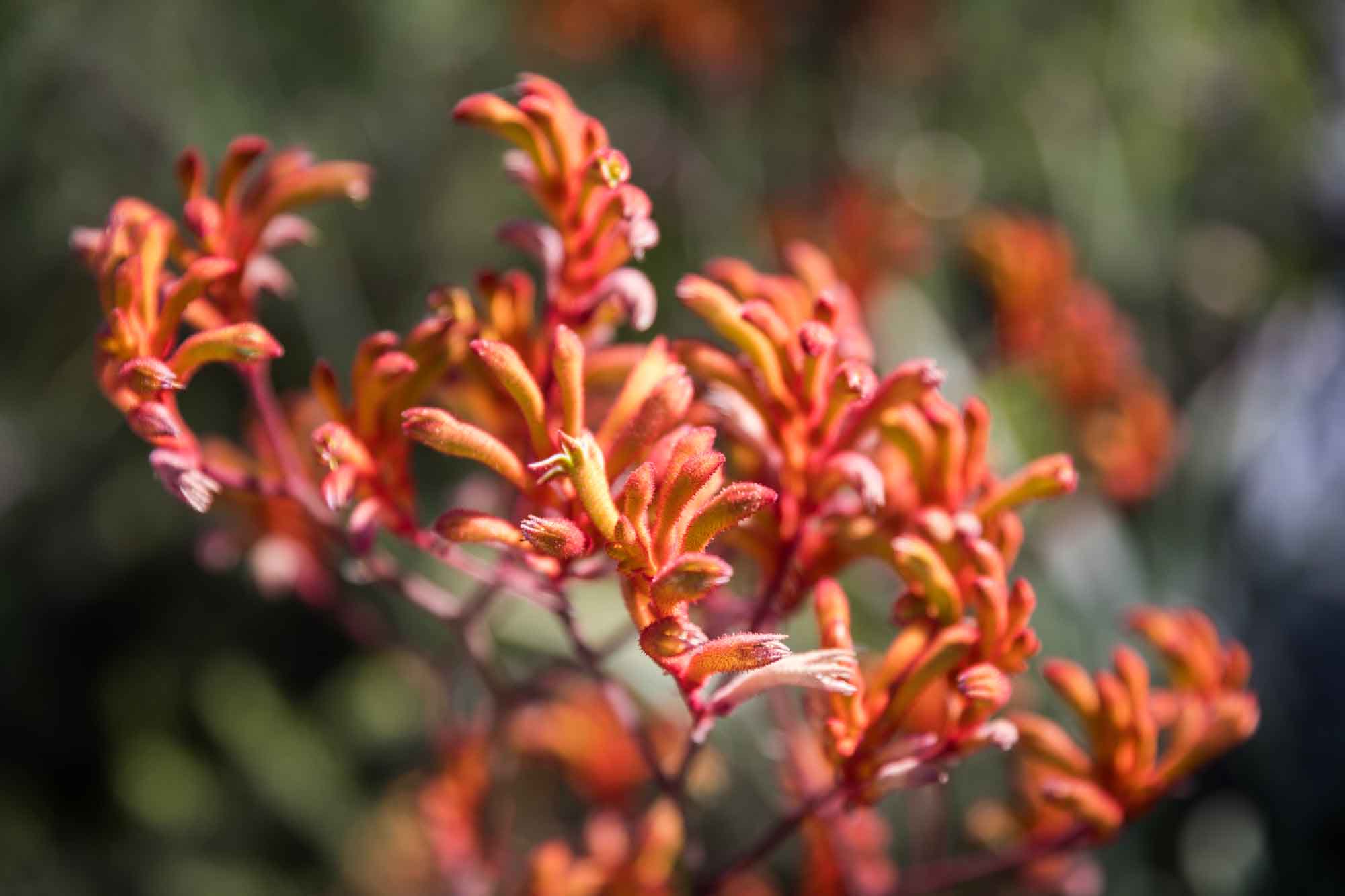 Orange tall kangaroo paw (Anigozanthos Flavidus) for an article on the best photo shoot locations in Descanso Gardens