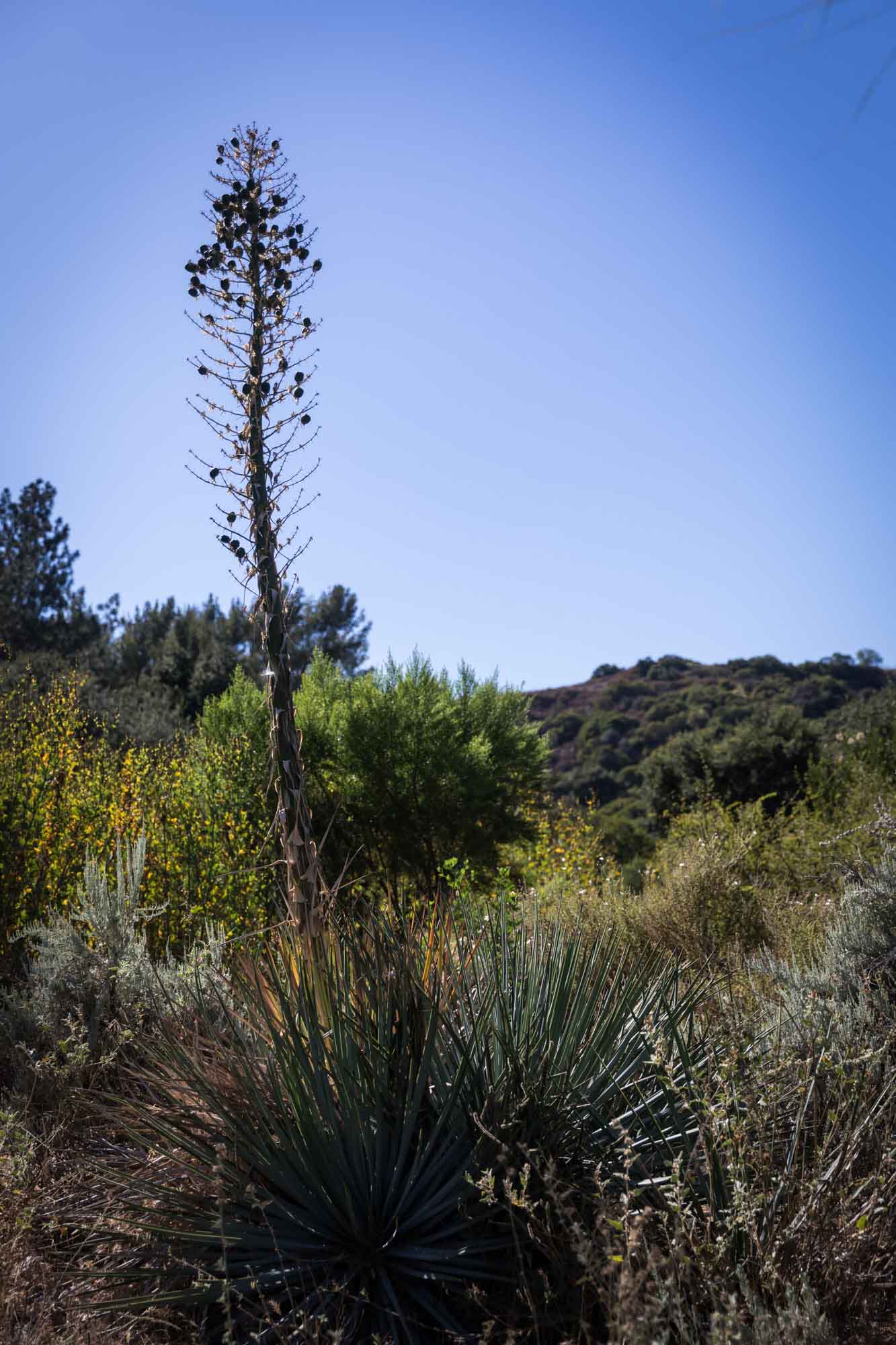 Tall cactus in front of natural terrain in California Garden for an article on the best photo shoot locations in Descanso Gardens