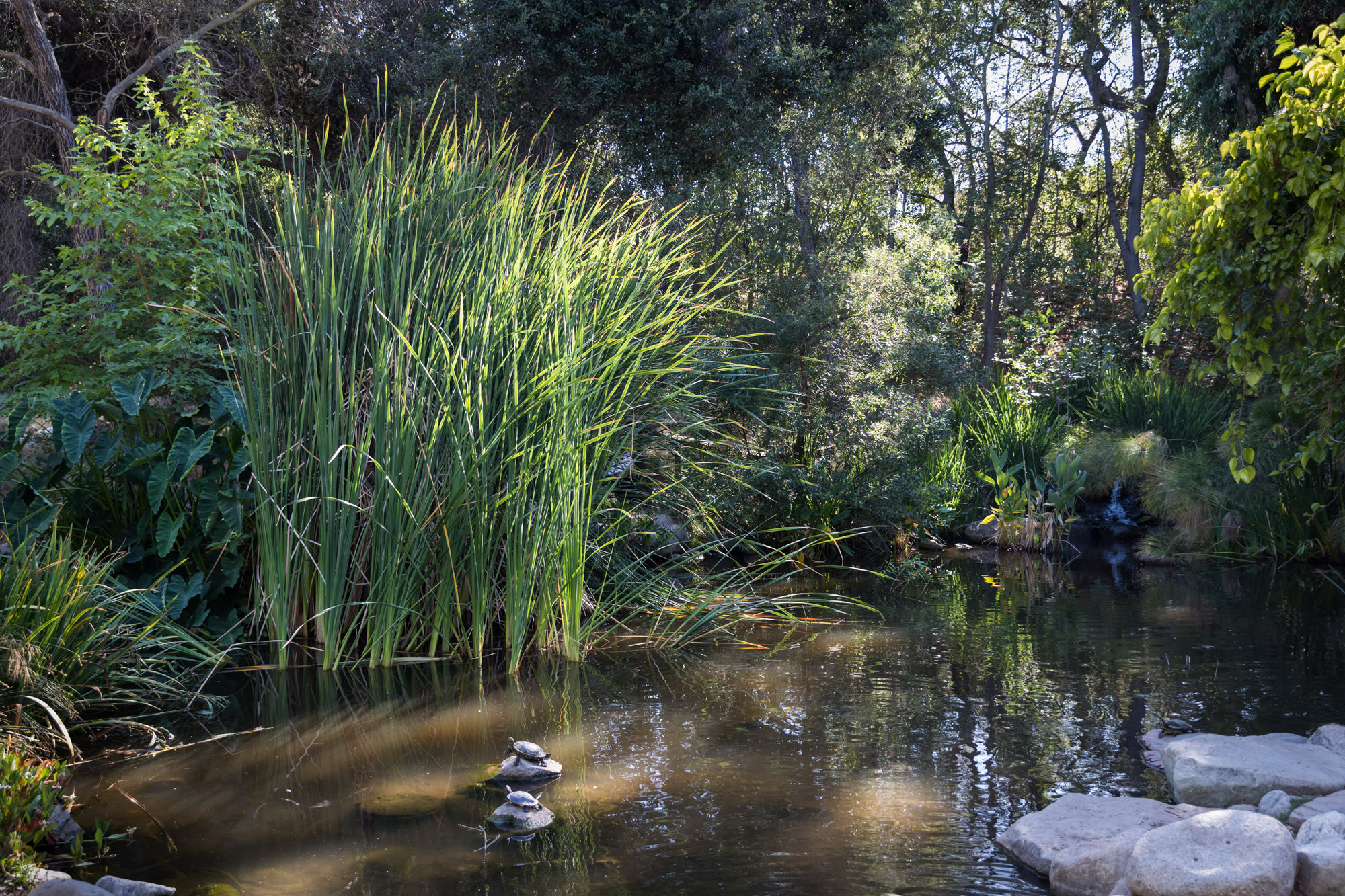 Turtles in a pond with reeds in the background for an article on the best photo shoot locations in Descanso Gardens