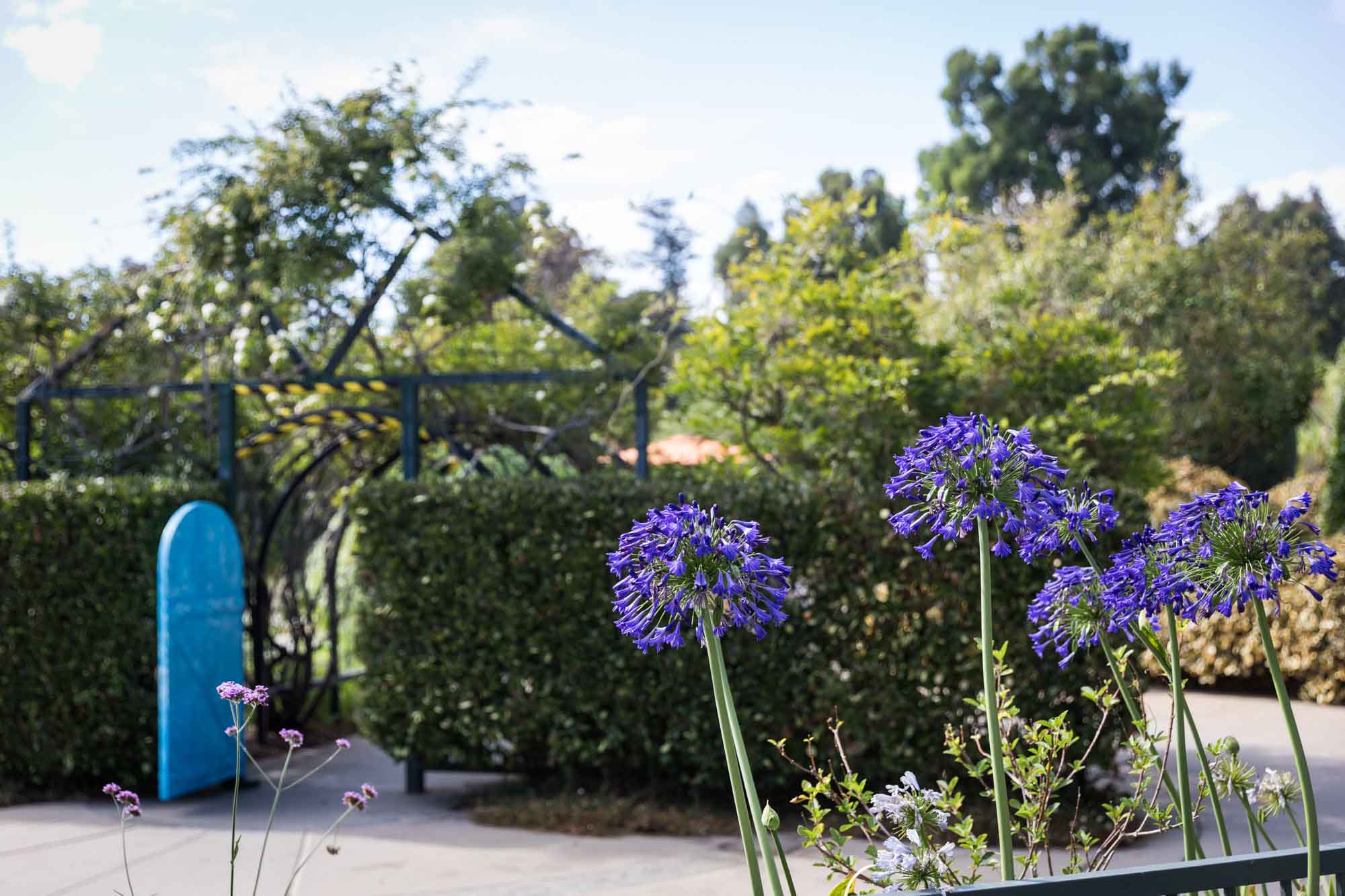 Blue door and entrance with purple flowers in the Children's Garden for a Huntington Gardens photo shoot guide article