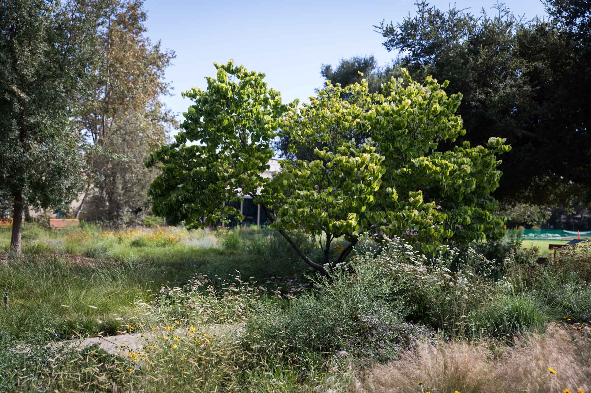Sidewalk surrounded by trees and wildflower beds for a Huntington Gardens photo shoot guide article