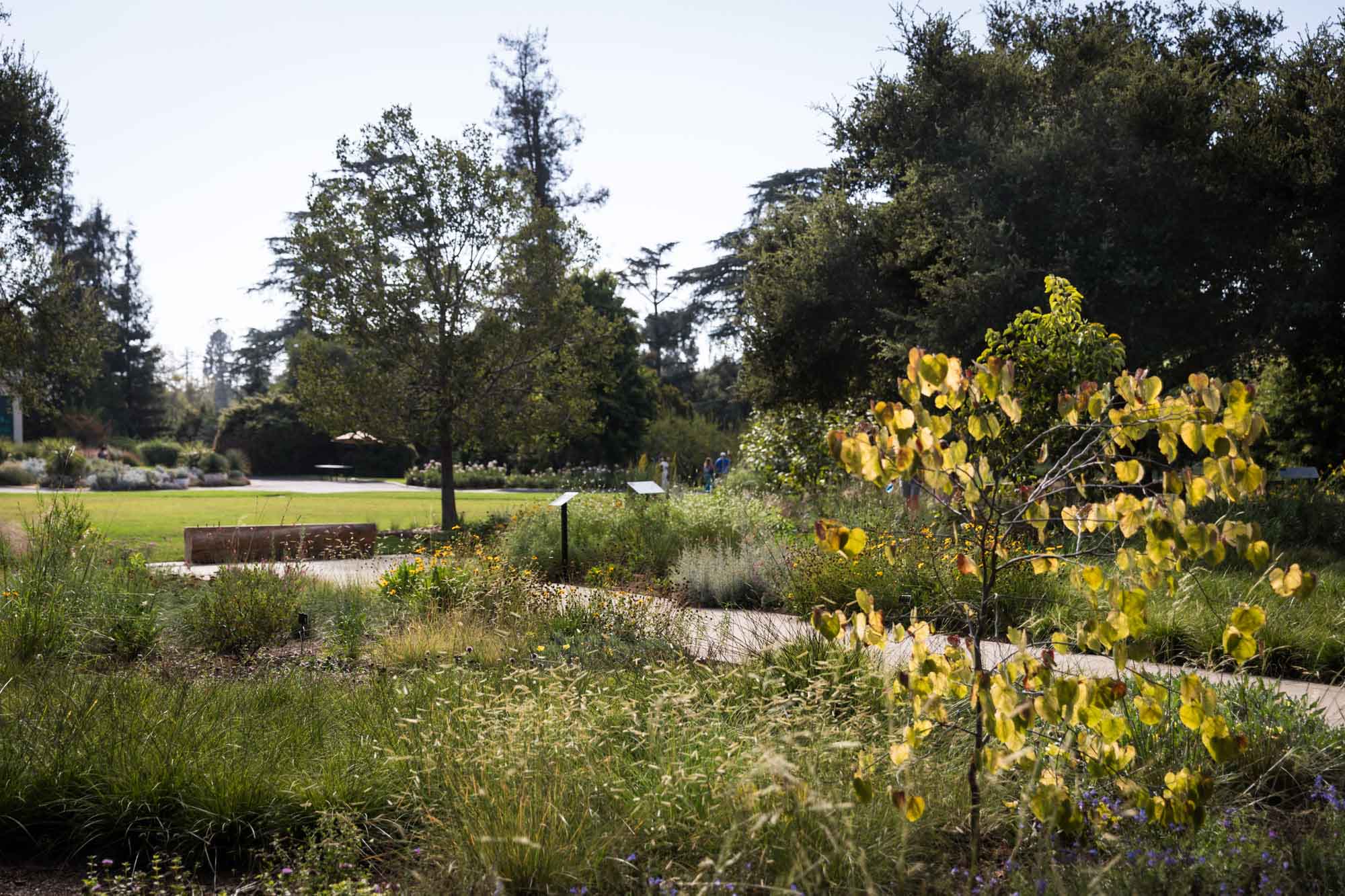 Sidewalk surrounded by wildflower beds for a Huntington Gardens photo shoot guide article