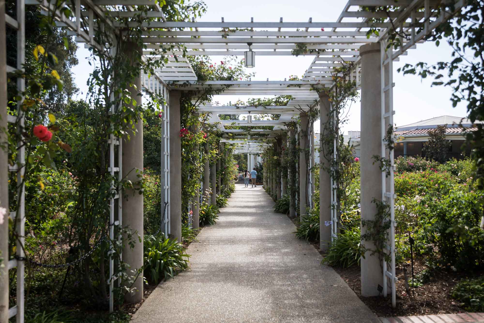 White trellis walkway covered in roses in Rose Garden for a Huntington Gardens photo shoot guide article