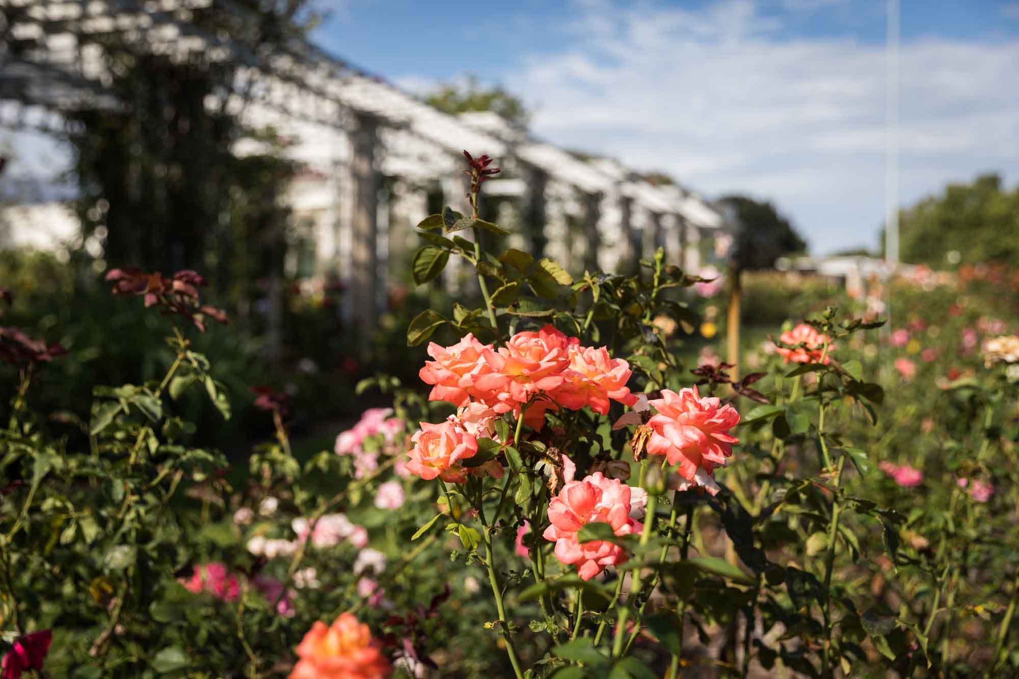Group of orange roses blooming in front of white trellises covered in vines of roses in Rose Garden for a Huntington Gardens photo shoot guide article