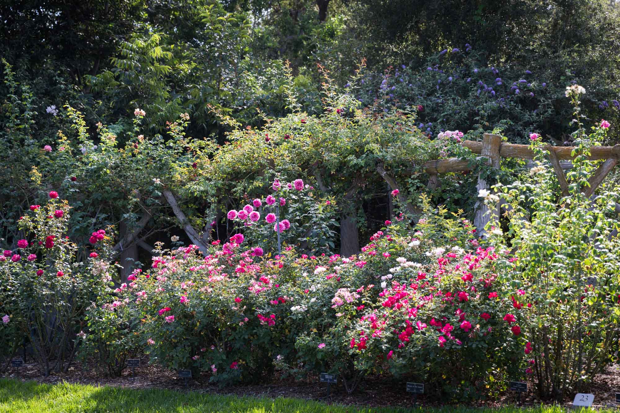 Bed of roses with purple and pink blooms in Rose Garden for a Huntington Gardens photo shoot guide article