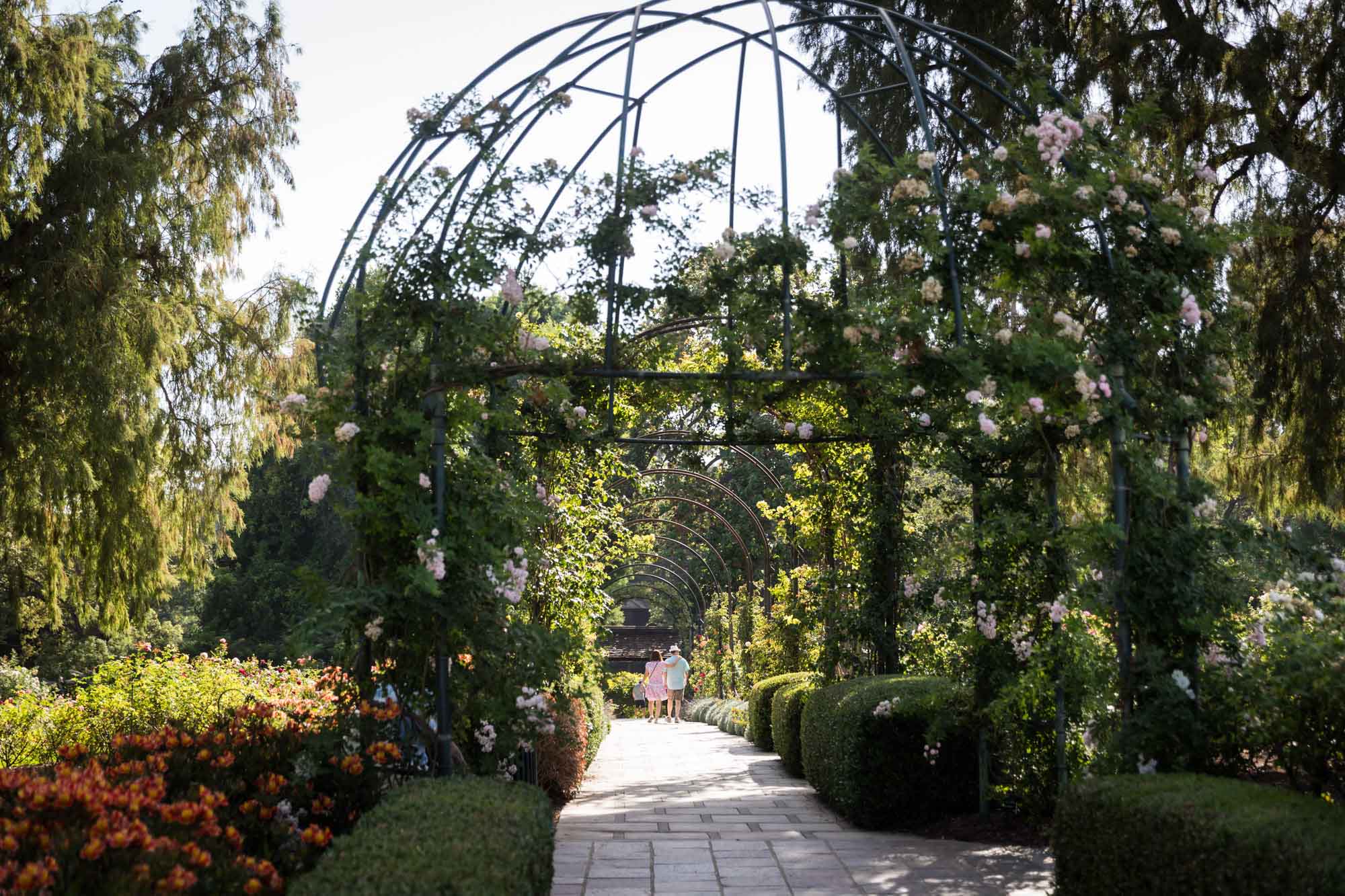 Man and woman walking along pathway under metal scaffolding covered in roses in Rose Garden for a Huntington Gardens photo shoot guide article