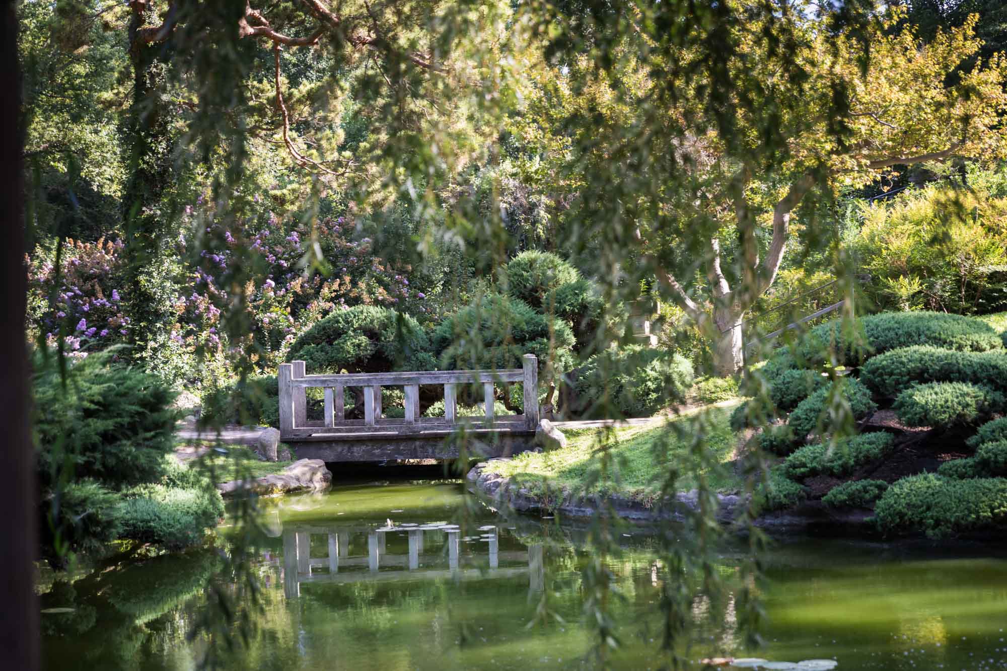 View across pond of small bridge in Japanese Garden for a Huntington Gardens photo shoot guide article