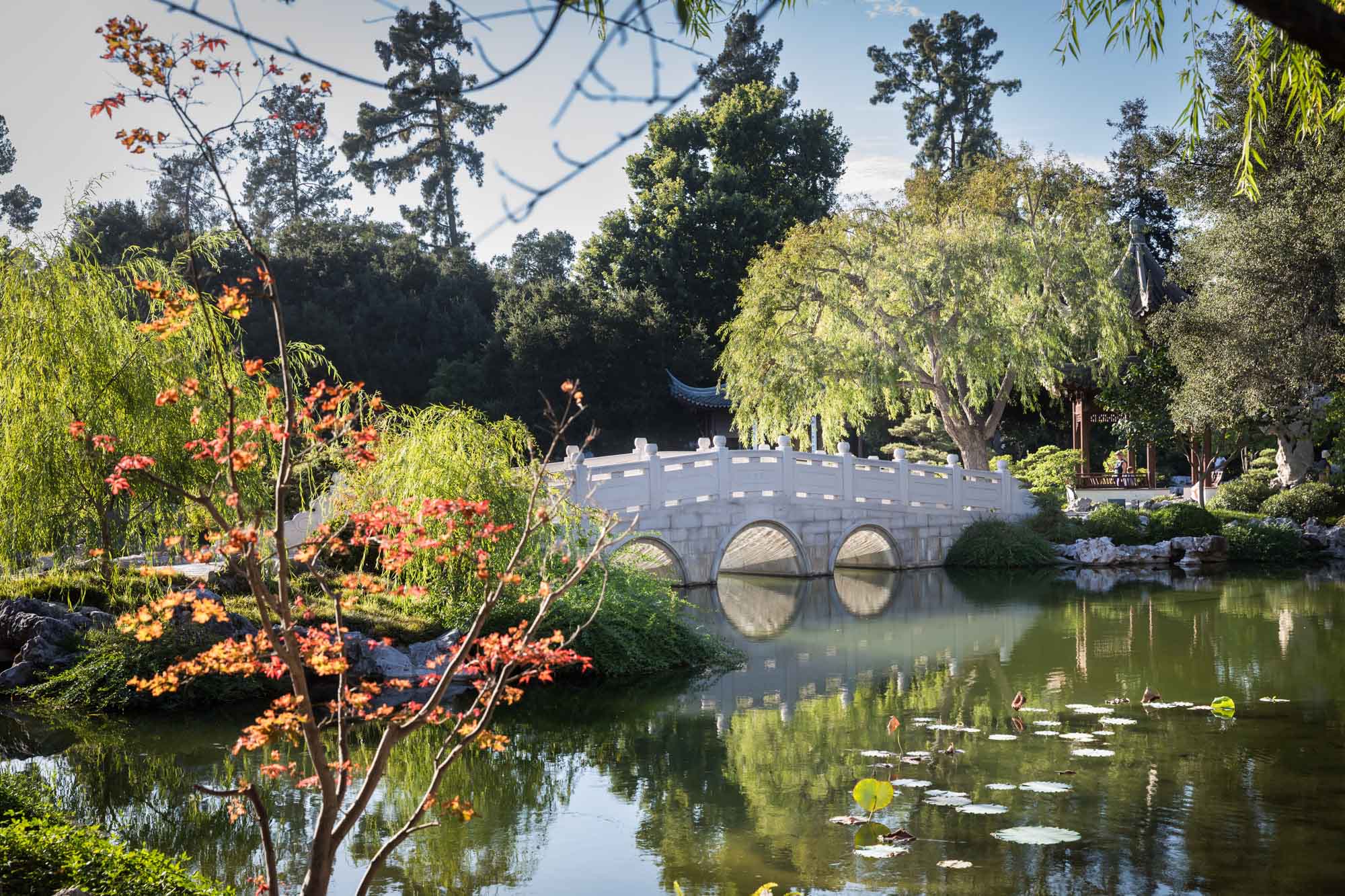 Ornate white bridge over pond with trees on either side in Chinese Garden for a Huntington Gardens photo shoot guide article