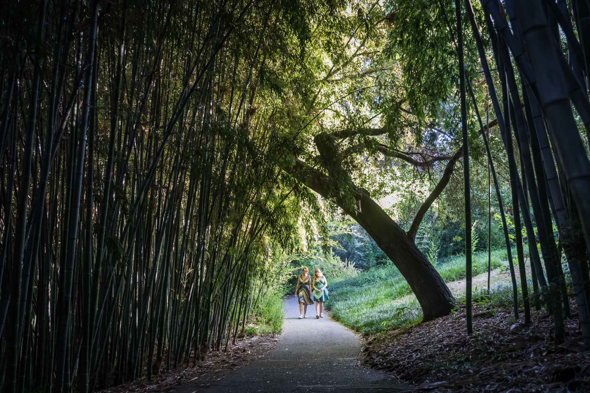 Two women walking on sidewalk through bamboo forest for a Huntington Gardens photo shoot guide article