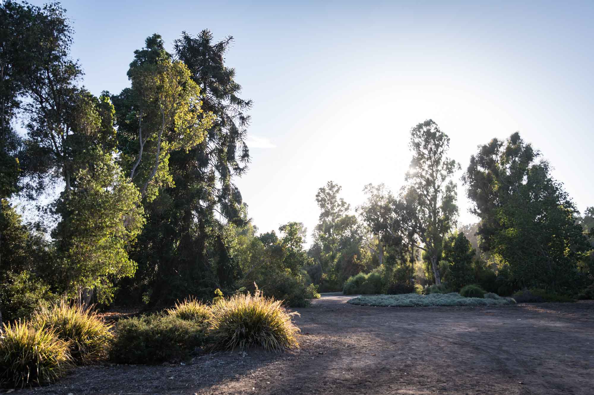 Trees and bushes in Australian Garden for a Huntington Gardens photo shoot guide article