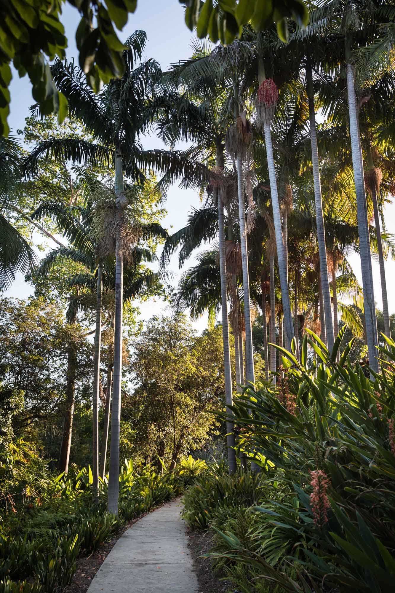 Sidewalk leading through a forest of palm trees in the Subtropical Garden for a Huntington Gardens photo shoot guide article