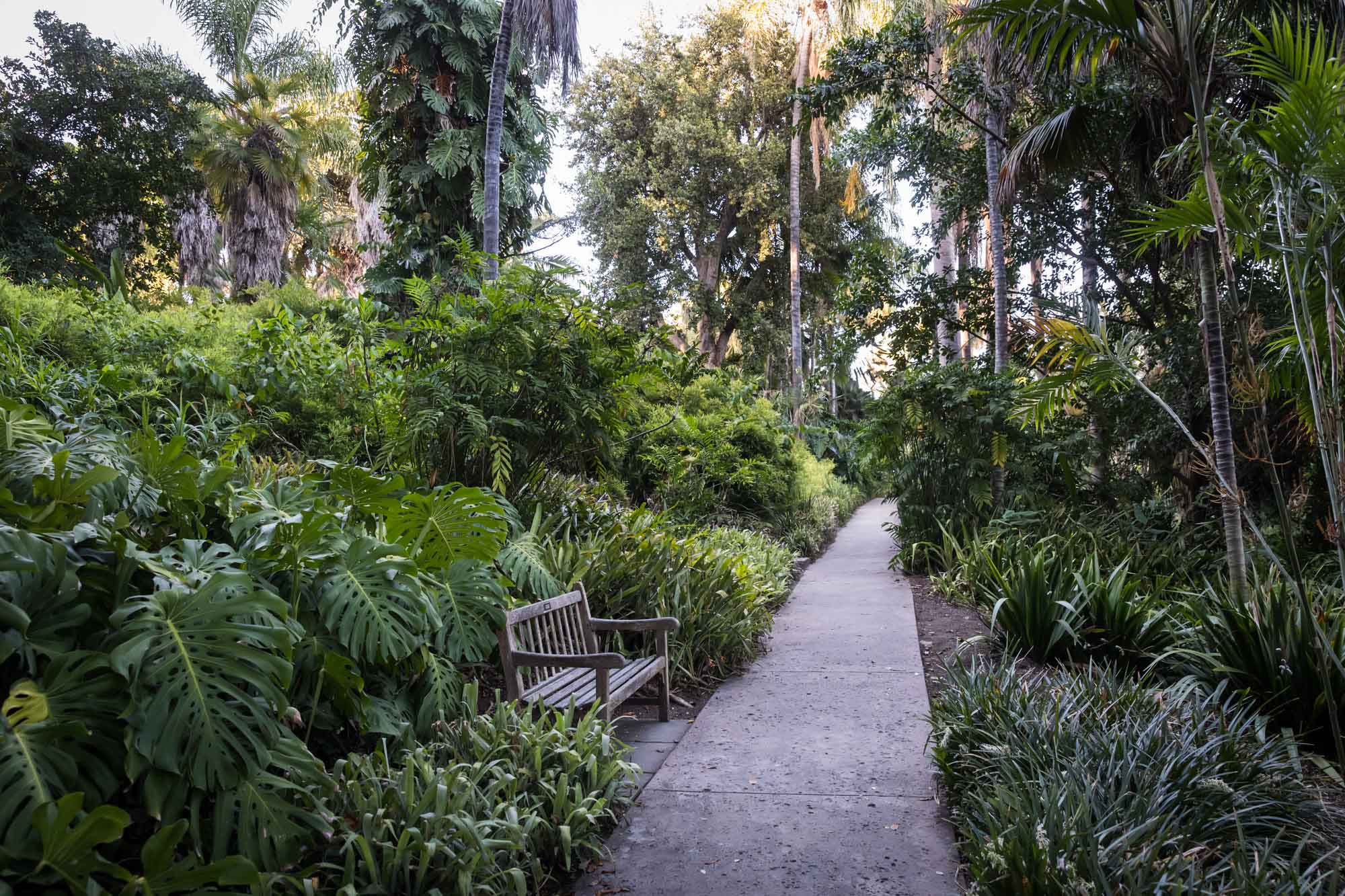 Sidewalk leading past a bench and through tropical trees and foliage in the Jungle Garden for a Huntington Gardens photo shoot guide article