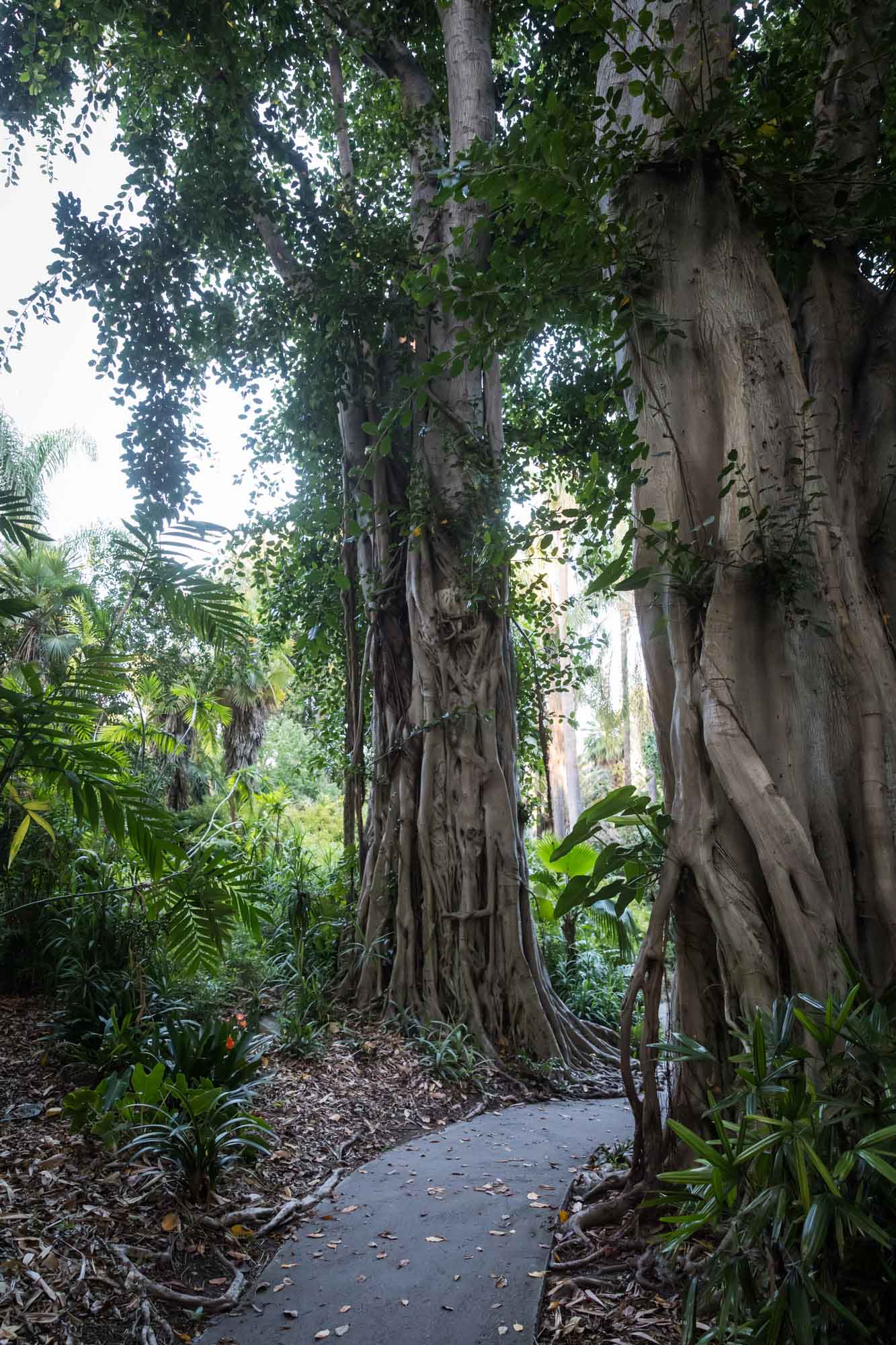 Large trees with vines growing next to a sidewalk in the Jungle Garden for a Huntington Gardens photo shoot guide article